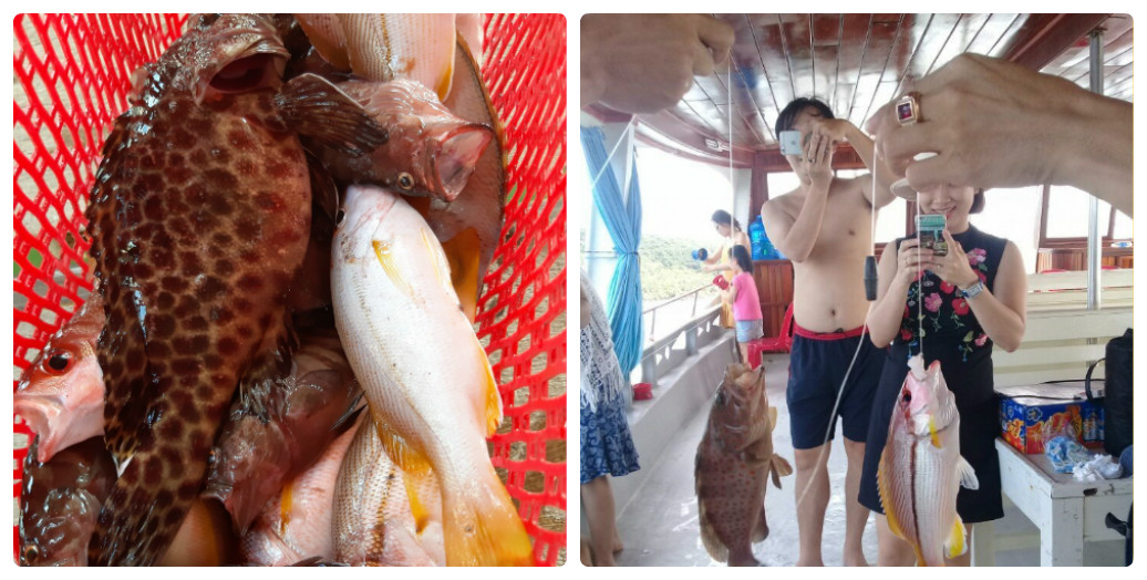 collage_photocat5 (1)